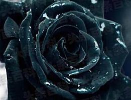 黑玫瑰花语是什么