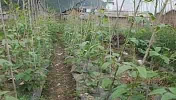 豇豆的田间管理和种植技巧，豇豆的苗期管理