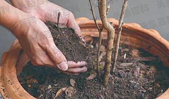 树枝生根方法 促进树枝生根方法有什么