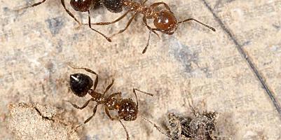 车内很多蚂蚁怎么解决 有哪些办法可以参考